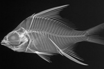 fish skeleton photo
