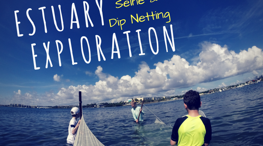 estuary exploration flyer