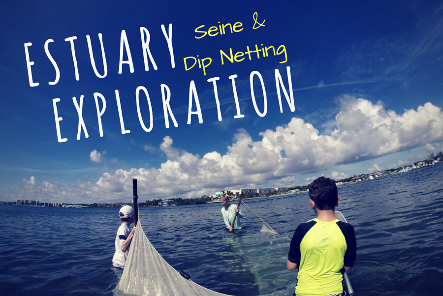 estuary exploration flyer