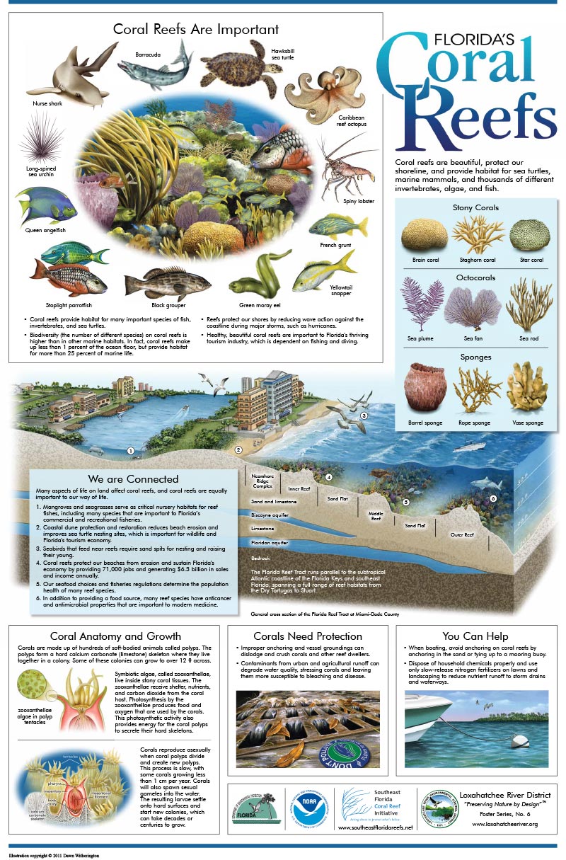 Coral Reef Poster