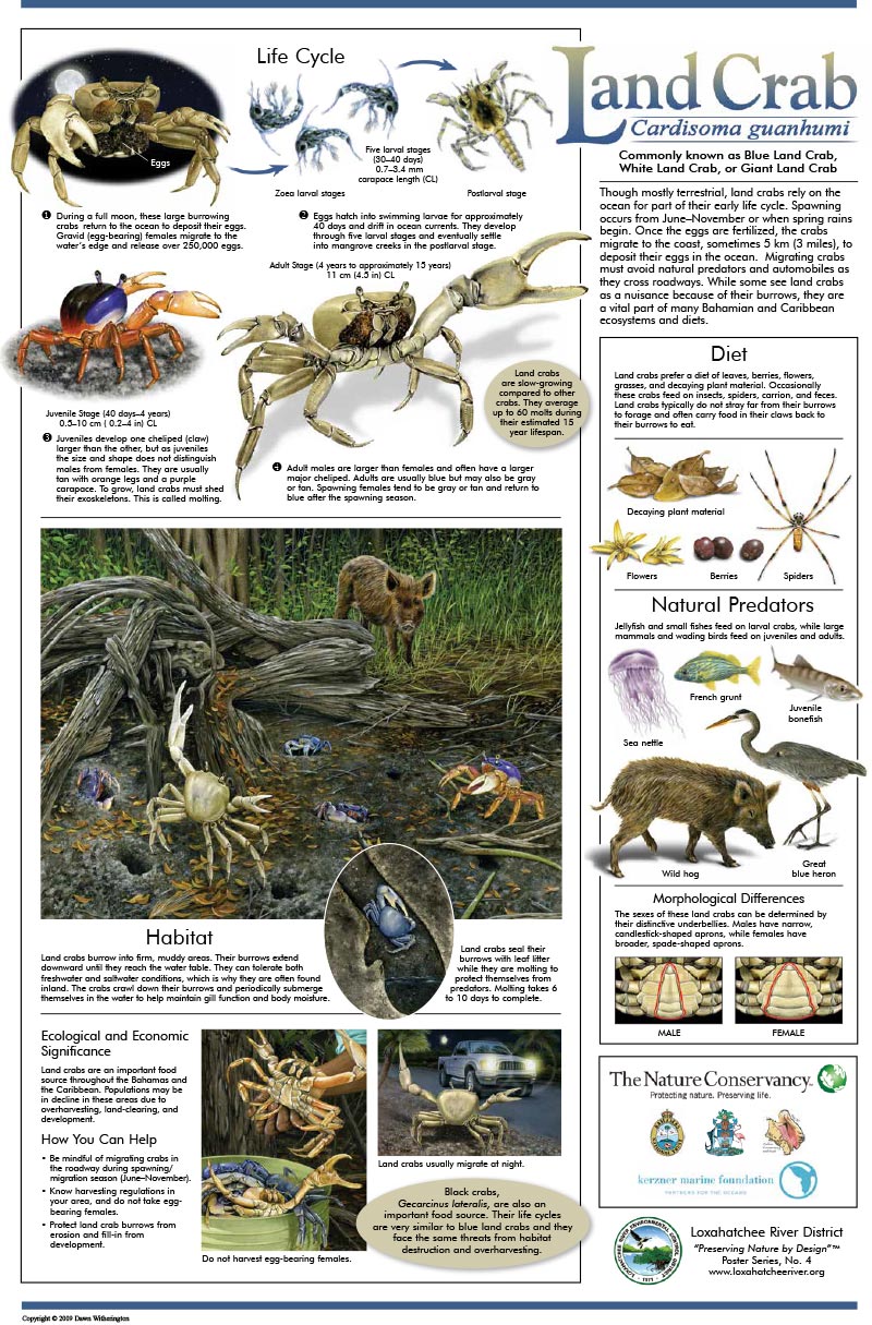 Land Crab Poster