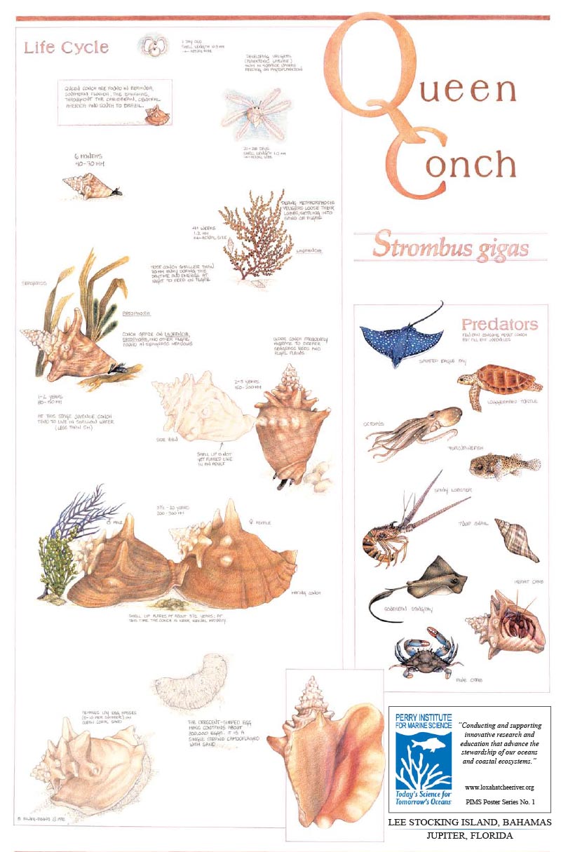 Queen Conch Poster