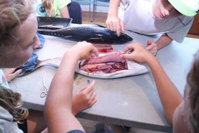 fish dissection photo