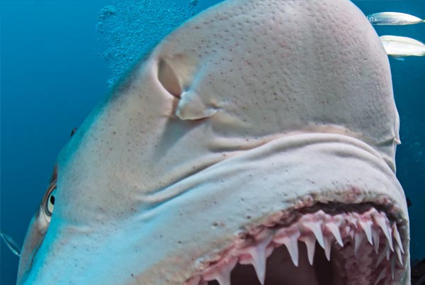 shark senses photo
