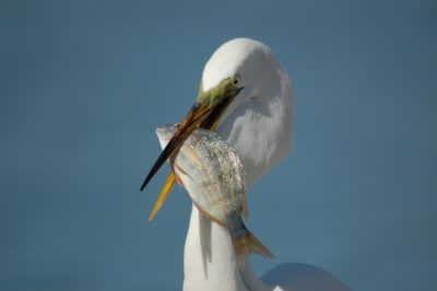 bird with fish in mouth photo