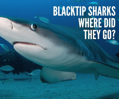 photo of blacktip shark
