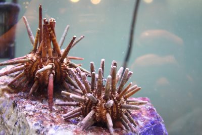 photo of sea urchins