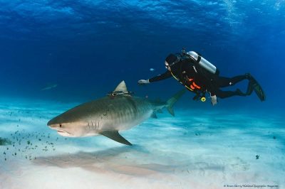 diver with shark in ocean