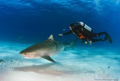diver with shark photo