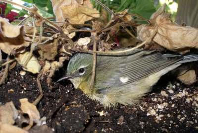 photo of nesting bird