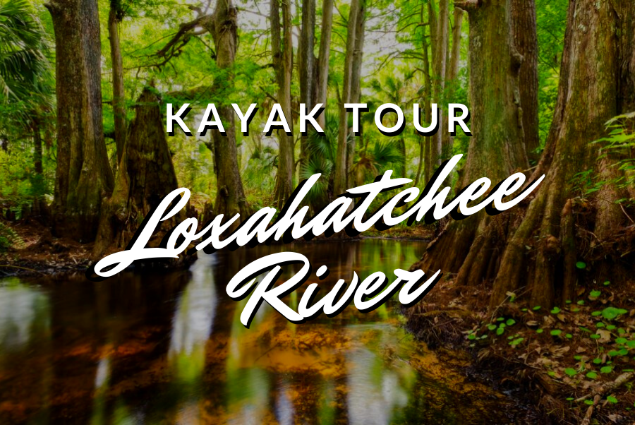 Kayak Tour