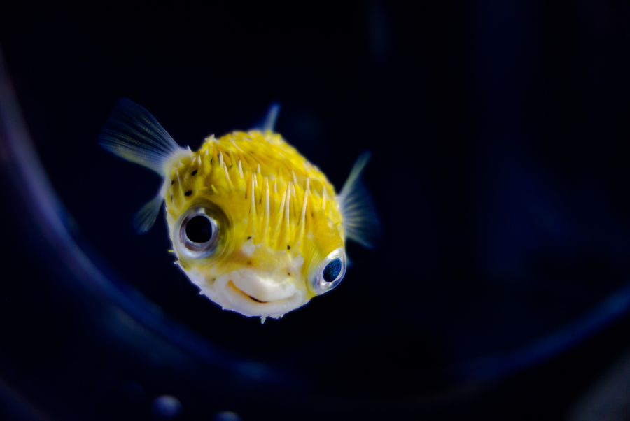 Small, yellow pufferfish