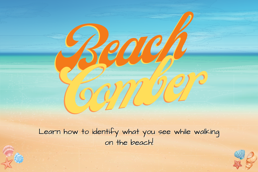 Beach Comber Class Series - learn about what you find on the beach.